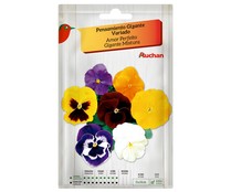 Sobre de semillas para plantar pensamientos de la variedad Gigante y de colores variados AUCHAN. Sobre de semillas para plantar pensamientos de la variedad Gigante y de colores variados AUCHAN.
