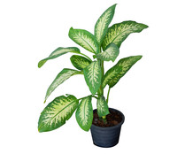 Diefenbachia tropic en maceta de 17cm de diámetro, FLORABELLA. Diefenbachia tropic en maceta de 17cm de diámetro, FLORABELLA.