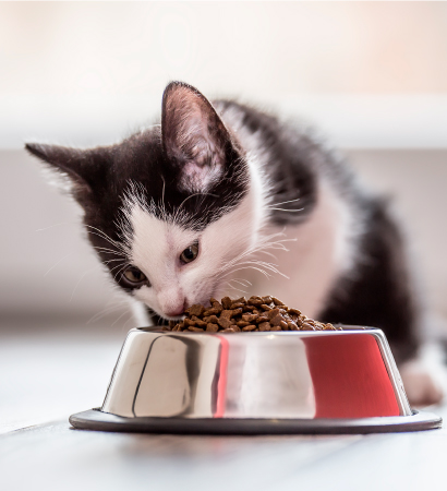 Alimentación seca - Gatos