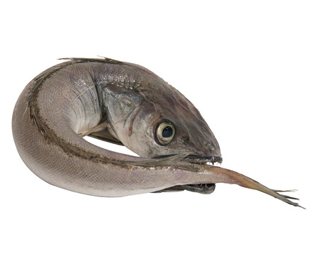 Pescadilla fina mostrador Pescadilla fina mostrador