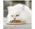 Comida para gatos adultos a base de pato, pollo y pavo PURINA GOURMET 6 uds. 50 g.