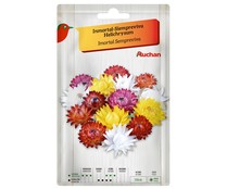 Sobre de semillas para plantar siempreviva de la variedad Helichrysum de colores variados PRODUCTO ALCAMPO.