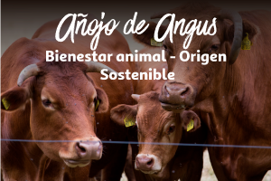 Añojo de Angus