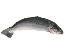 Salmón entero