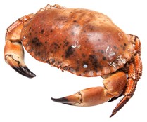 Buey de Mar cocido