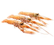 Cigala arrocera 41-50 