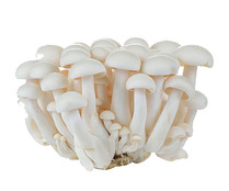 Shimeji blanco bandeja 150 g.