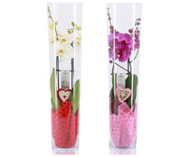 Orquídea de 2 tallos con jarrón de 30cm, color rosa o blanca surtido GARDEN SERVICE.