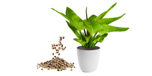 plantas y semillas