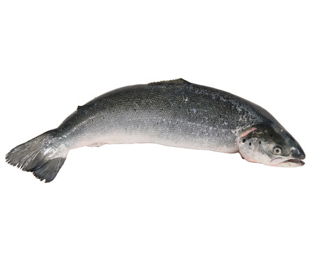 Salmón entero Salmón entero