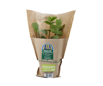 Hierbabuena eco maceta