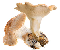 Setas lengua de vaca (Hydnum Repandum) 150 g.