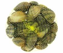 Almeja japónica 80/110 malla 500 gr