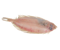 Gallo mostrador