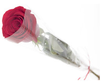 Rosa roja de tallo sin espinas, VIVEROS.