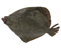 Rodaballo mostrador