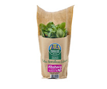 Albahaca ecológica ALCAMPO PRODUCCIÓN CONTROLADA ECOLÓGICO maceta.