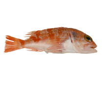 Gallineta mostrador