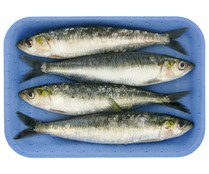 Sardinas