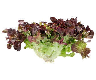 Lechuga hoja de roble roja 1 ud. Lechuga hoja de roble roja 1 ud.