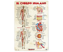 Lámina educativa el cuerpo humano 40x59,5 cm