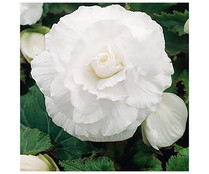 Begonia blanca calibre 4/5 - 3 bulbos, VIVEROS.