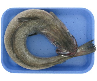 Pescadilla Pescadilla