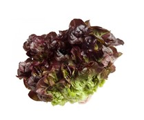 Lechuga hoja de roble verde