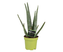 Planta Aloe Vera en maceta de 14 cm. VIVEROS.