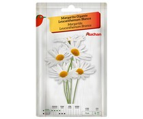 Sobre de semillas para plantar margaritas de la variedad Leucanthemum de tamaño gigante y color blanco PRODUCTO ALCAMPO.