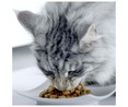 Comida para gatos junior 1 -12 meses a base de salsa con salmón y zanahoria PURINA ONE 4 uds. 85 g. 