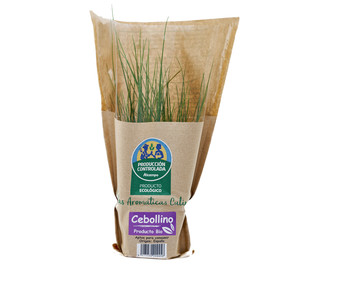 Cebollino eco maceta 