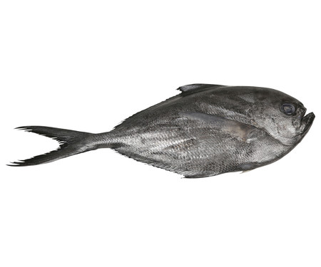 Palometa mostrador Palometa mostrador