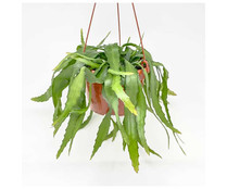 Cactus colgantes Epifitos, maceta de 15 cm, GARDEN SERVICE Interior y Exterior.