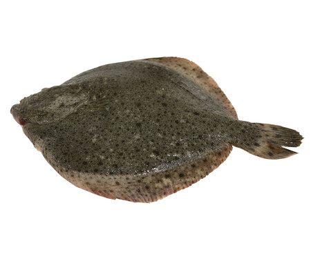 Rodaballo grande mostrador Rodaballo grande mostrador
