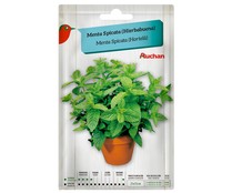 Sobre de semillas para plantar menta de la variedad Spicata (hierbabuena) PRODUCTO ALCAMPO.