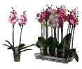 Orquidea Phalenopsis con 2 varas de 55 a 60 centímetros y maceta plástica transparente de 13 centímetros VIVEROS.