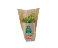 Cilantro eco maceta