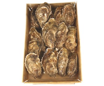 Ostra marenne Ostra marenne