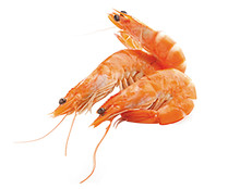Langostino cocido calibre 60-80