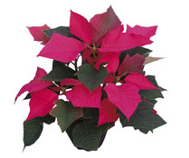 Poinsettia o flor de Pascua con maceta de 12 centímetros y 6 u 8 brotes VIVEROS 1 unidad.