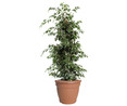 Ficus benjamina