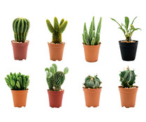 Cactus y crasas surtidos con maceta de 5,5 centímetros, VIVEROS.