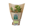 Hierbabuena eco maceta