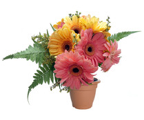 Gerbera hibrida variada, FLORABELLA.