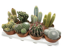 Surtido de cactus y suculentas en maceta de 13 centímetros, VIVEROS.