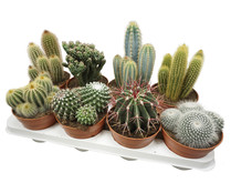 Surtido de cactus y suculentas en maceta de 13 centímetros, VIVEROS.