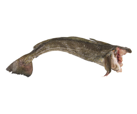 Bacalao mostrador Bacalao mostrador