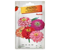 Sobre de semillas para plantar zinnia (Dalias) de tamaño gigante y de colores variados PRODUCTO ALCAMPO.