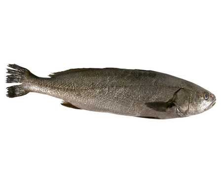 Corvina mostrador Corvina mostrador